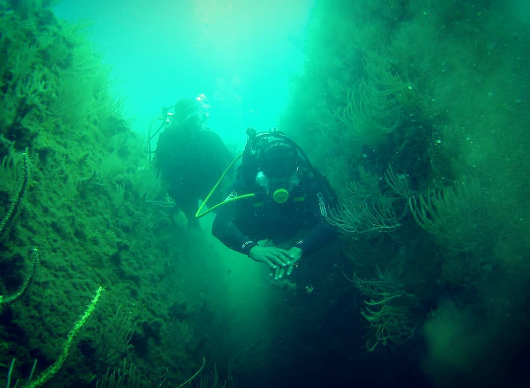 Plongée sous-marine